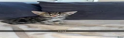 Mixed Breed cats for sale: 6 kittens available  - Advert 6