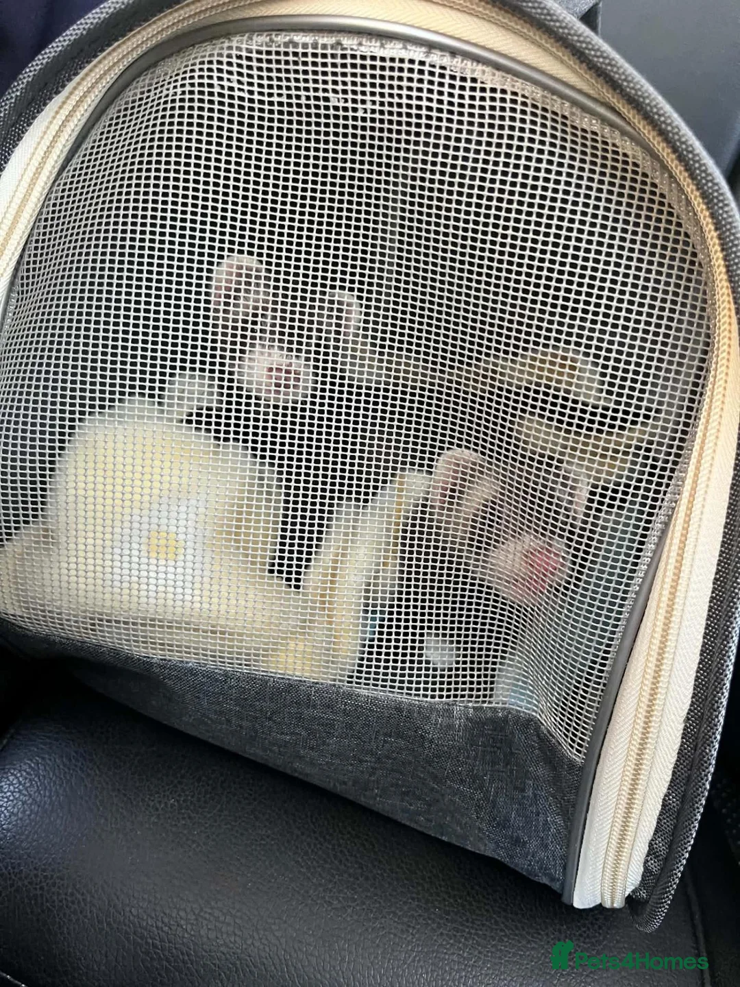 Ferret rodents for sale: 1xMale and 1xFemale Ferret in Brough - Advert 2