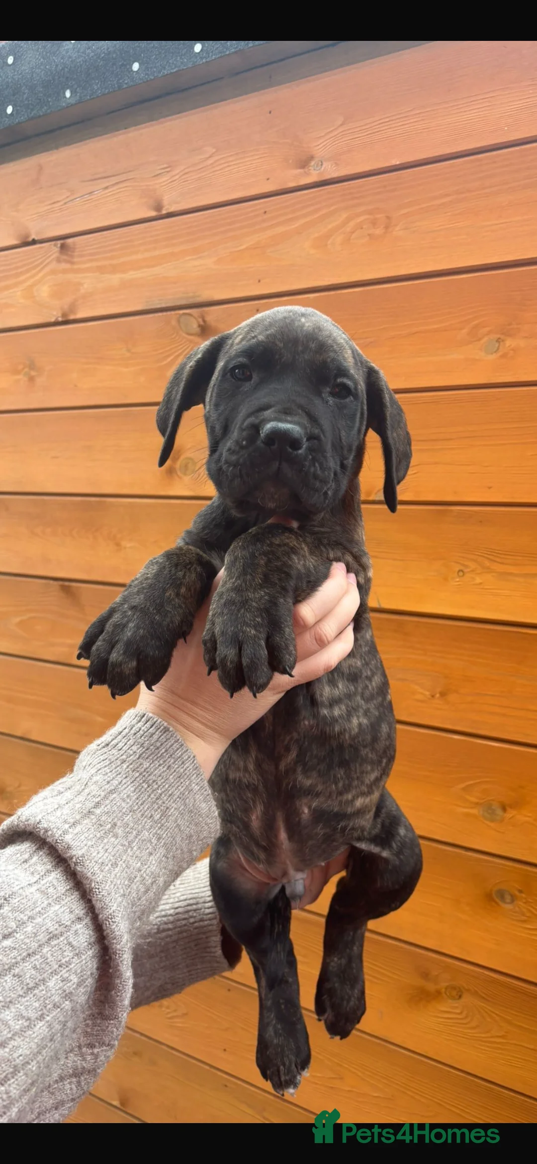 Presa Canario dogs for sale: Presa Canario puppies REDUCED  - Advert 24