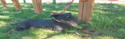 Jagdterrier dogs for adoption: Enzo  in Penryn - Advert 9