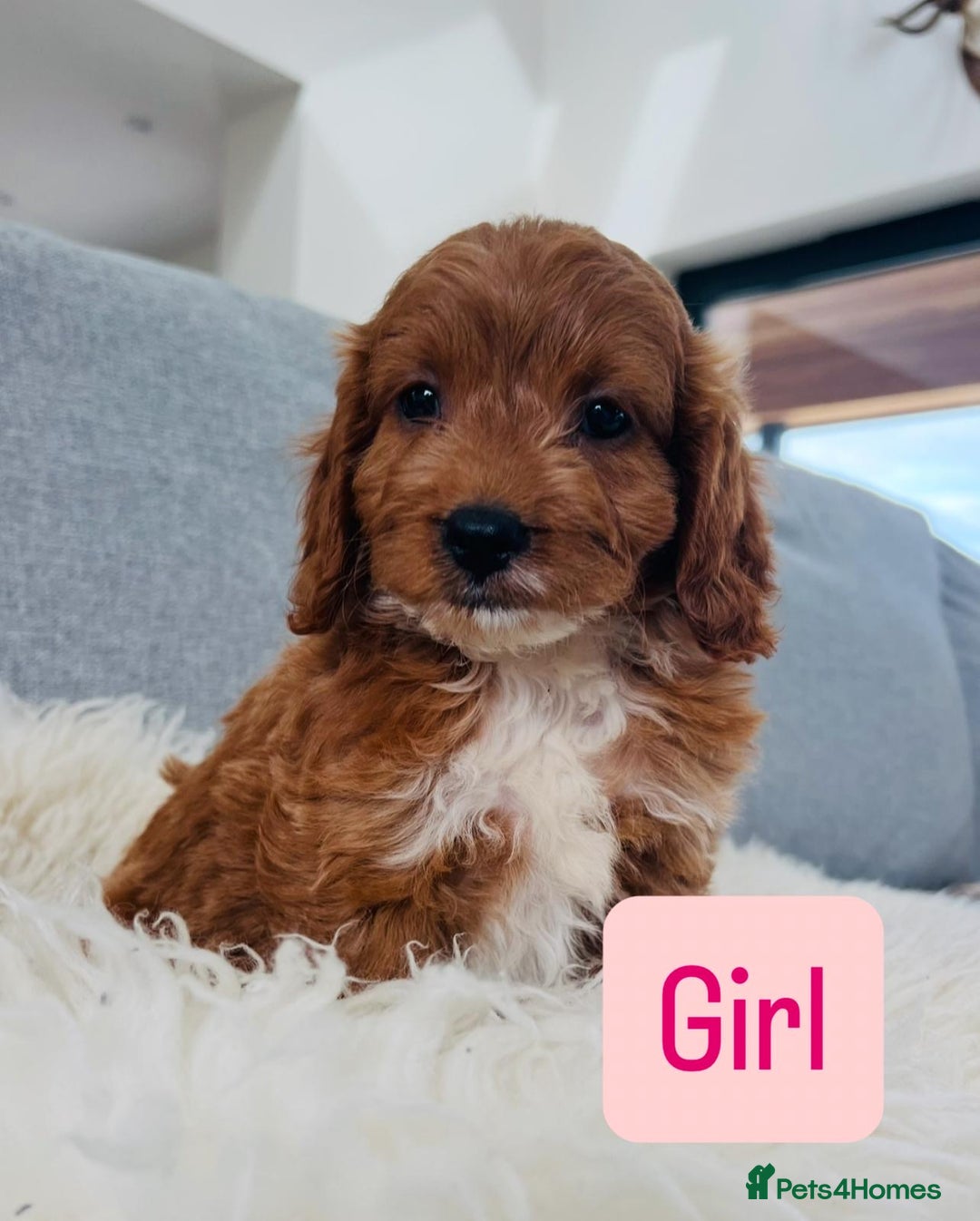Cockapoo dogs for sale: Beautiful F1 Red/Golden Cockapoo Puppies - Image 17
