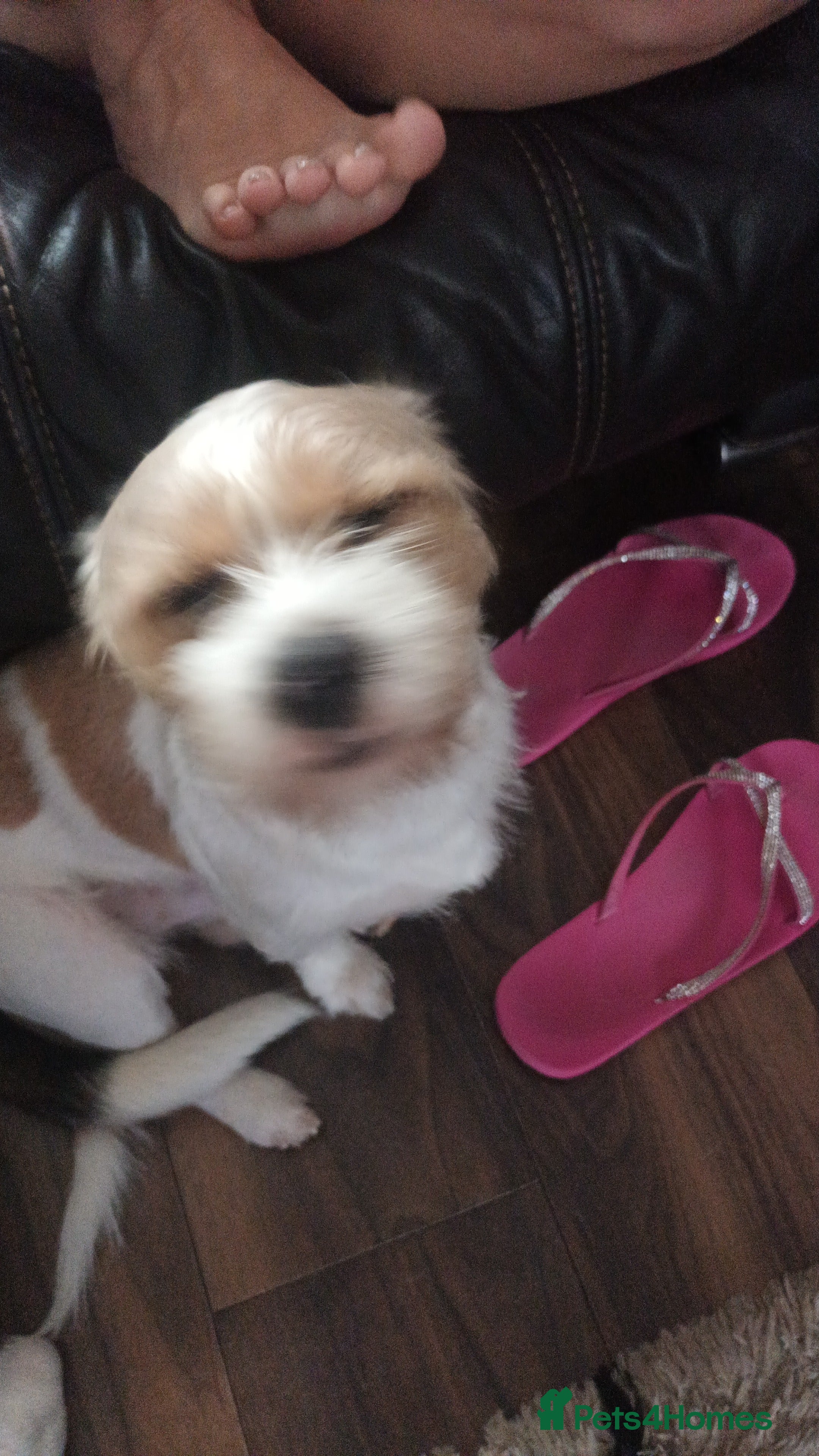 Mixed Breed dogs Poochon cross schweenie  - Advert 4