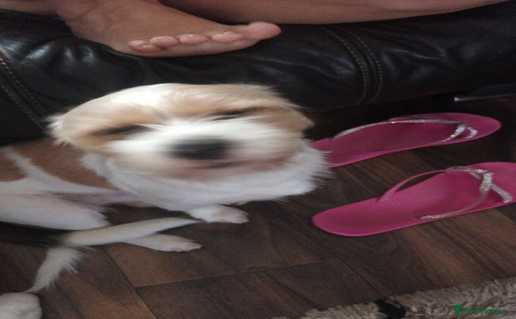 Mixed Breed dogs Poochon cross schweenie  - Advert 11