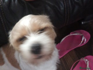 Mixed Breed dogs Poochon cross schweenie - Advert 4