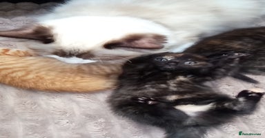 Mixed Breed cats - Advert 12