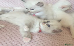 Ragdoll cats for sale: Affectionate, Cuddly, Playful Kittens - Image 9