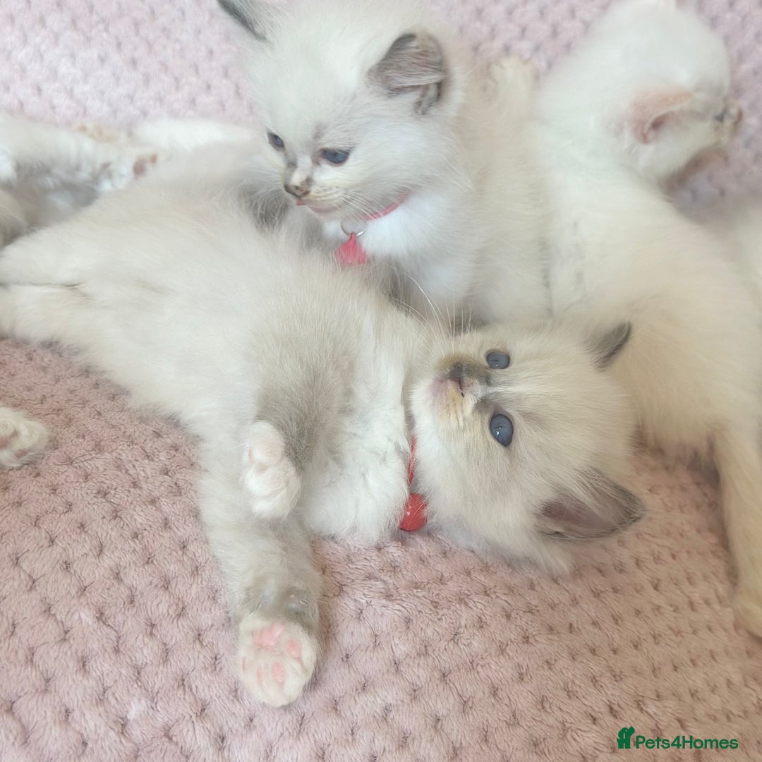 Ragdoll cats for sale: Affectionate, Cuddly, Playful Kittens - Image 9