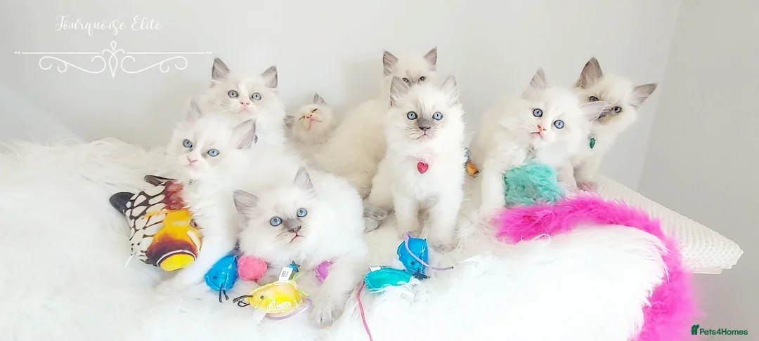 Ragdoll cats for sale: READY😻PURE BEAUTIFUL RAGDOLL 😻😻😻 - Advert 1
