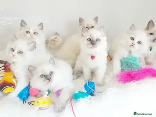 Ragdoll cats READY😻PURE BEAUTIFUL RAGDOLL 😻😻😻 - Advert 3