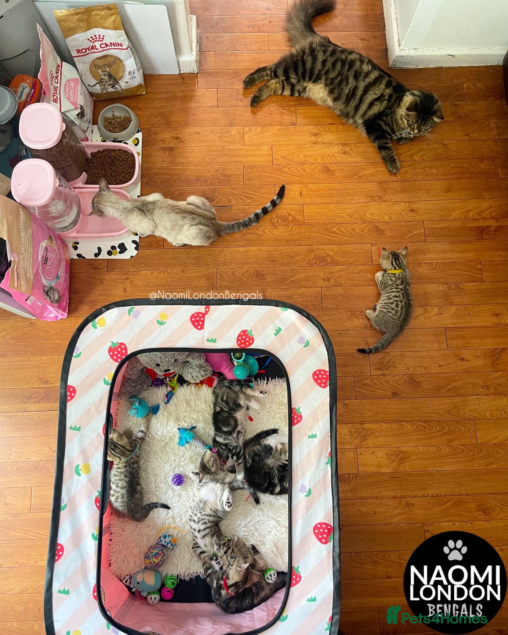 Bengal cats 🌈 BENGAL KITTENS 🌈 ⭐️⭐️⭐️⭐️⭐️ - Advert 2