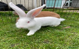 Continental Giant rabbits for sale: 2 male continental giants left - Image 12