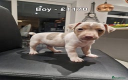 Jack Russell dogs for sale: Pure Jack russell puppies. Ultra-Rare colored.  - Advert 13