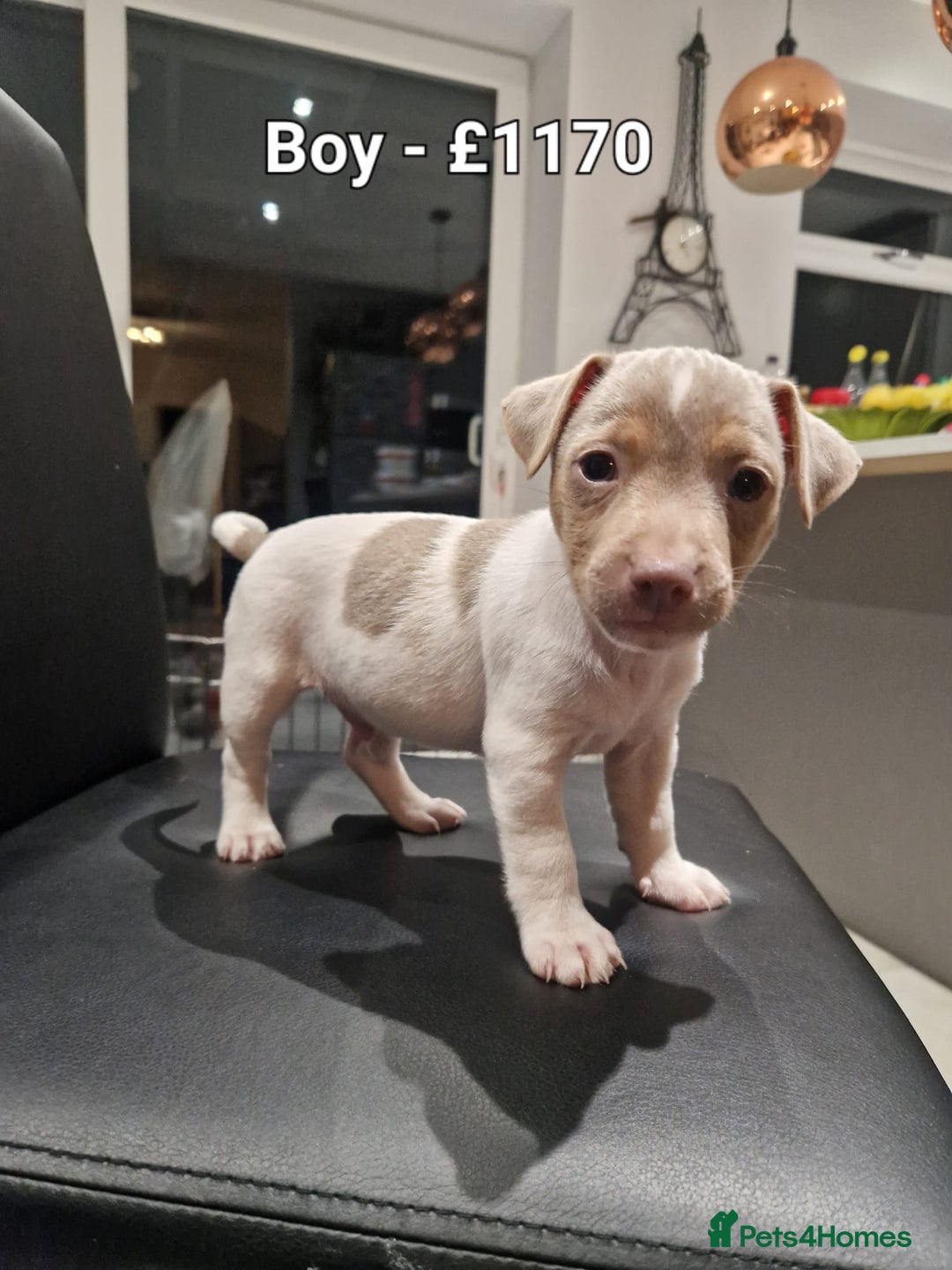 Jack Russell dogs for sale: Pure Jack russell puppies. Ultra-Rare colored.  - Advert 13
