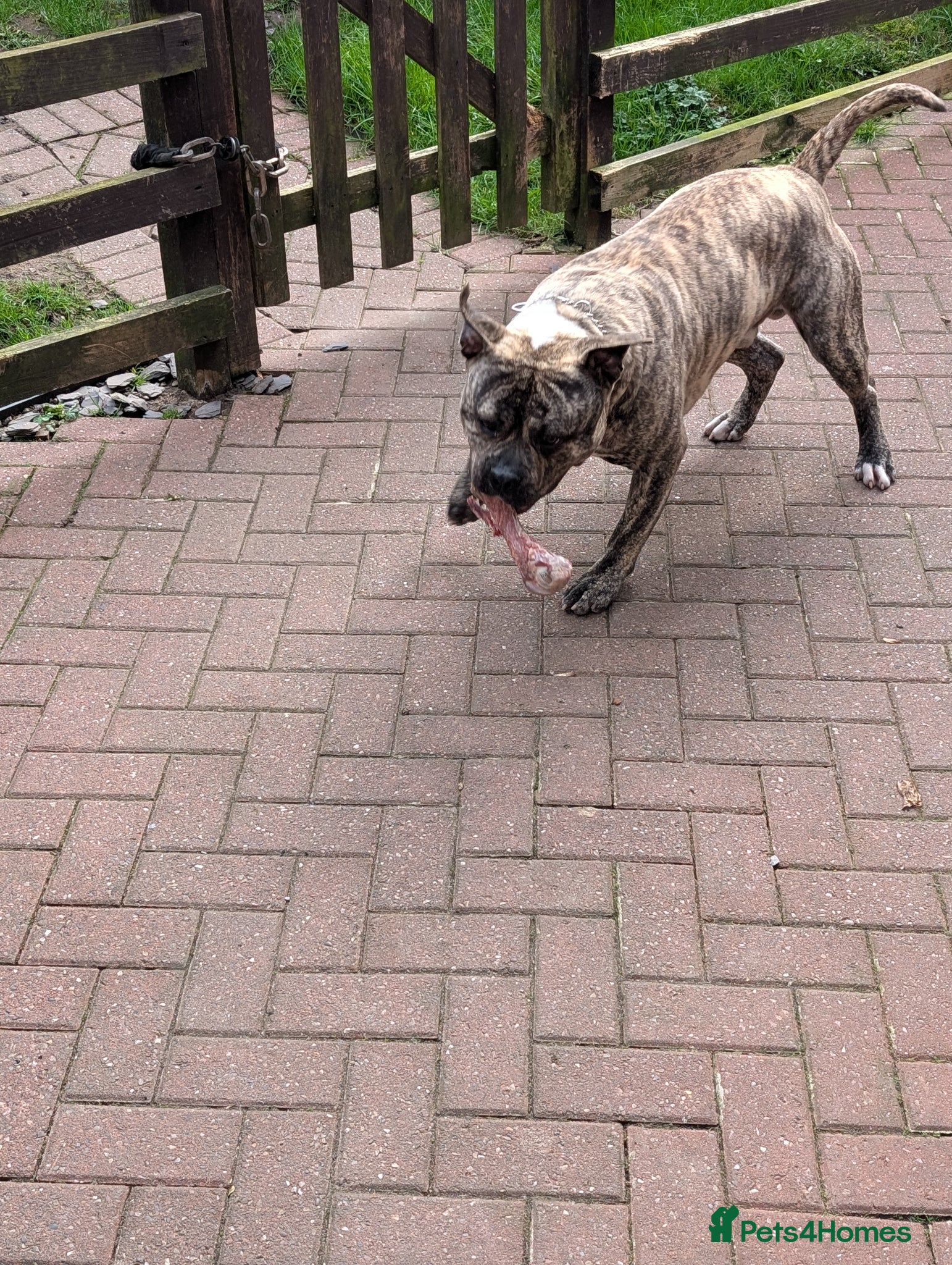Mixed Breed dogs Bull type for sale - Advert 4