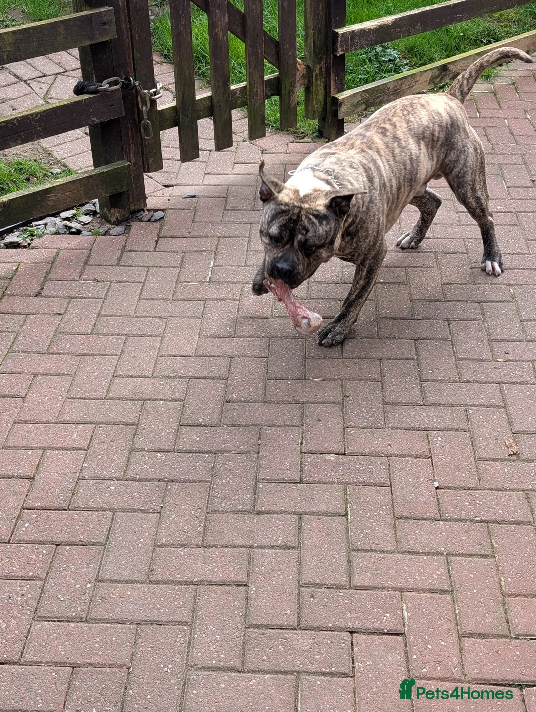 Mixed Breed dogs for sale: Bull type for sale in Stoke-on-Trent - Advert 1