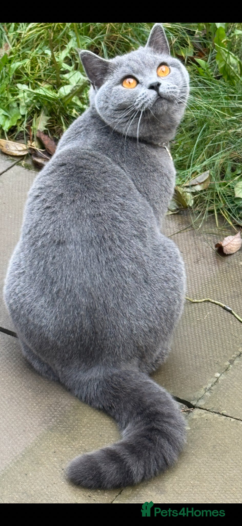 British Shorthair cats British Blue Short Hair-Kittens Vaccinated/Chipped - Advert 1