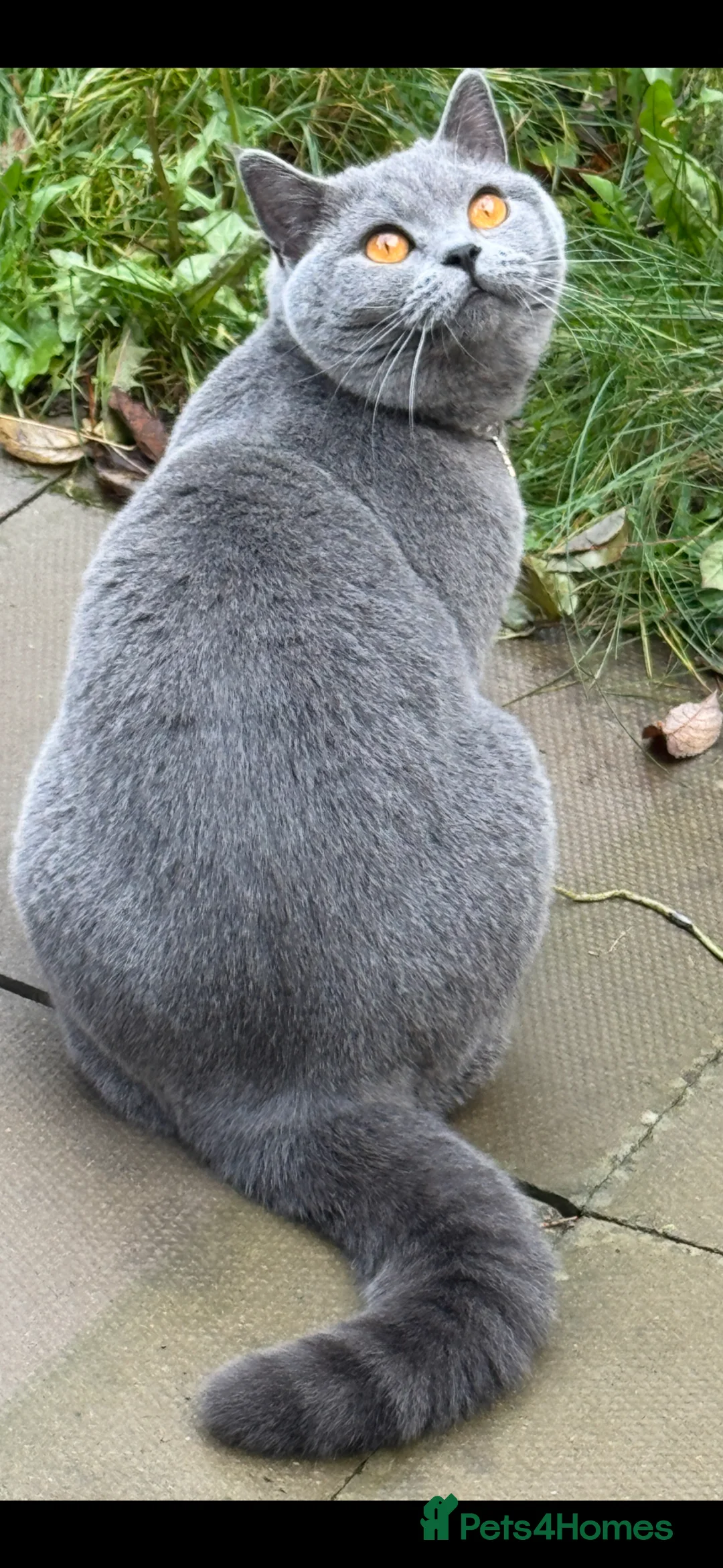 British Shorthair cats for sale: British Blue Short Hair-Kittens Vaccinated/Chipped in Corby - Advert 1