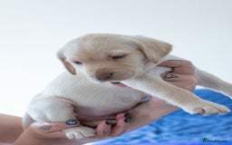 Labrador Retriever dogs for sale: Adorable Labrador Retriever Puppies  🐶💛 - Image 13