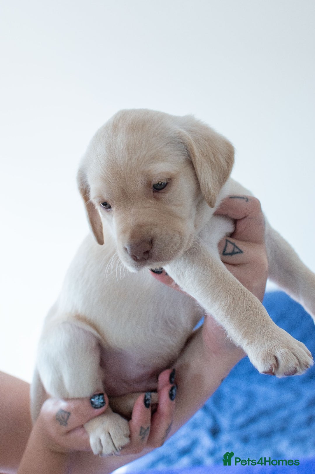 Labrador Retriever dogs for sale: Adorable Labrador Retriever Puppies  🐶💛 - Image 13