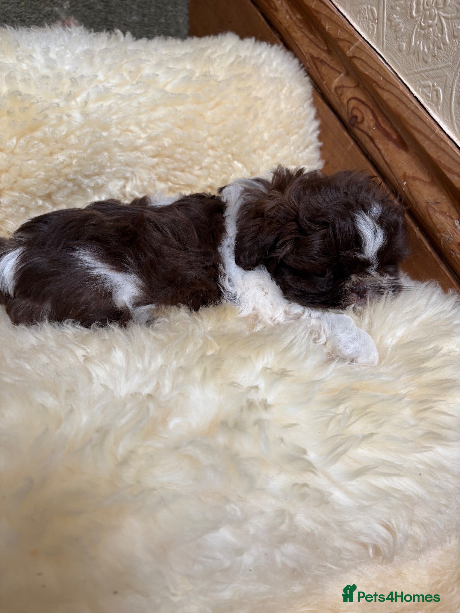 Shih Tzu dogs Stunning Shih Tzu puppies - Advert 2