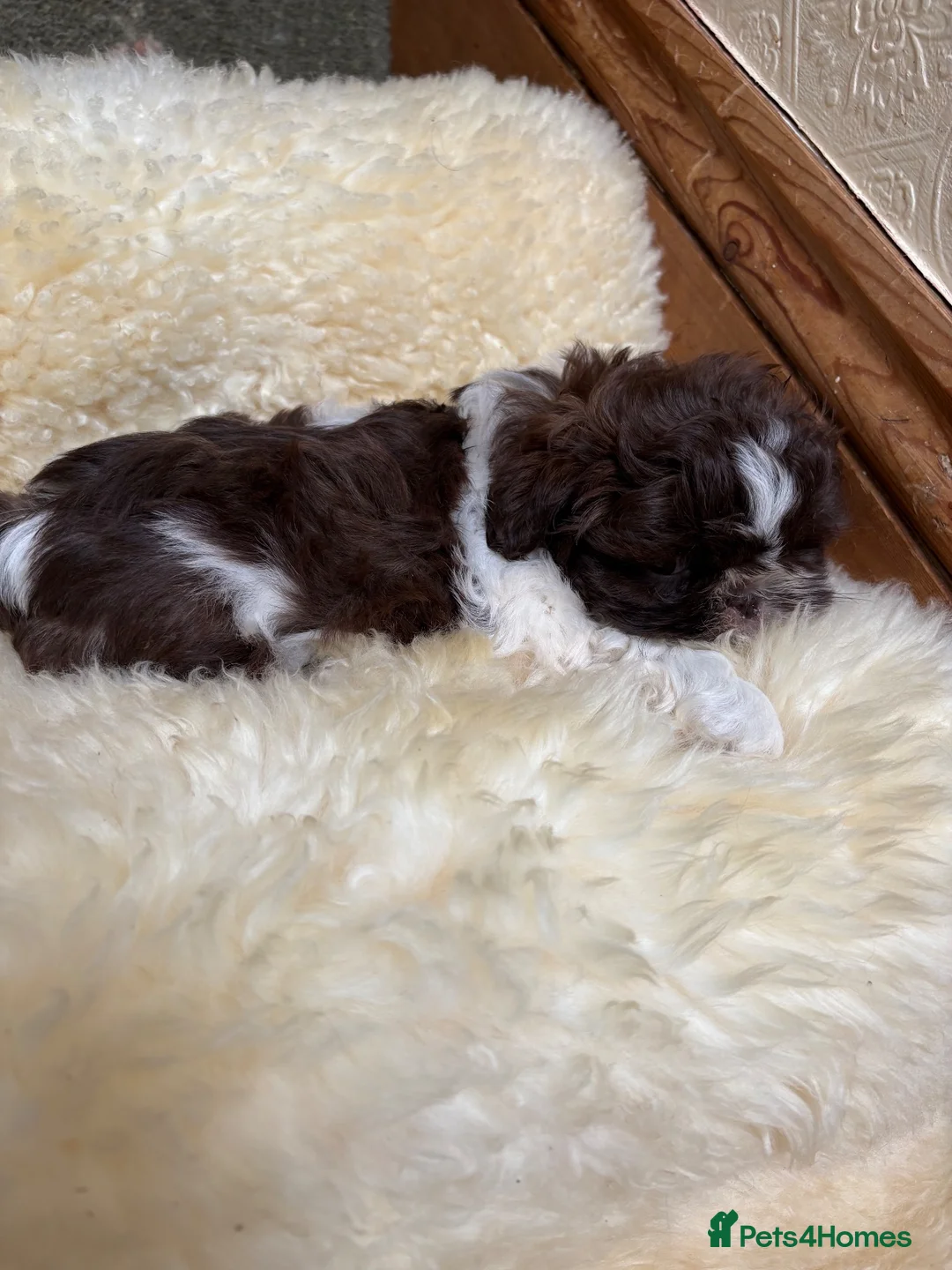 Shih Tzu dogs for sale: Stunning Shih Tzu puppies - Advert 2