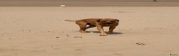 Rhodesian Ridgeback dogs for stud: Rhodesian Ridgeback - Advert 7