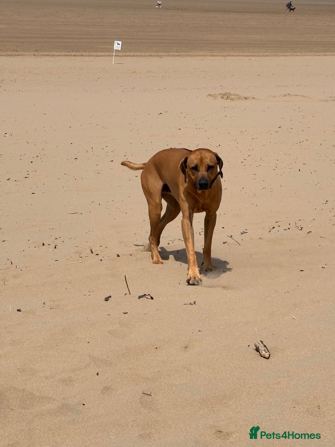 Rhodesian Ridgeback dogs for stud: Rhodesian Ridgeback - Advert 7