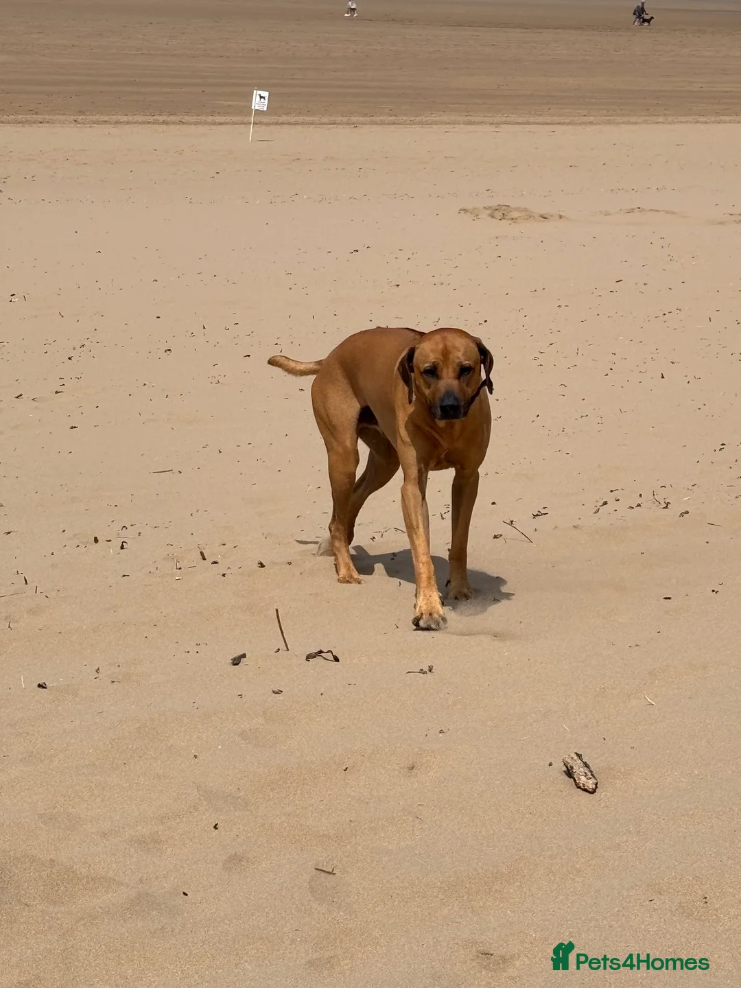 Rhodesian Ridgeback dogs for stud: Rhodesian Ridgeback - Advert 7