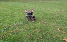 German Shepherd dogs for sale: German Shepherd puppies  - Image 8