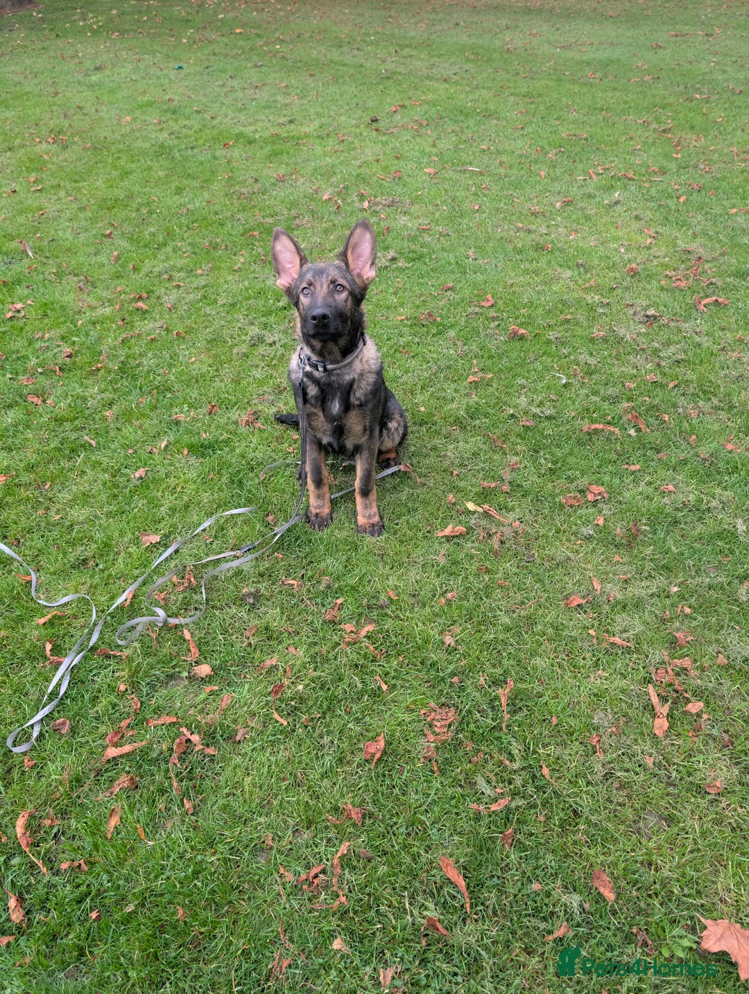 German Shepherd dogs for sale: German Shepherd puppies  - Image 8