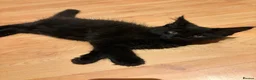 Maine Coon cats for sale: Fluffy Maine Coon Kittens - Advert 9