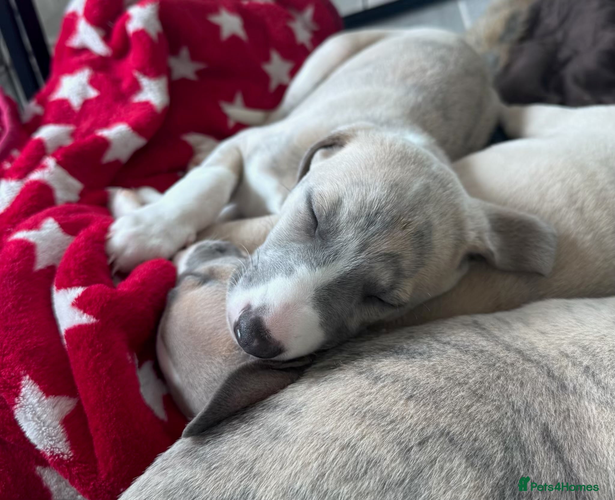 Whippet dogs KC Reg Whippet Boy - Crufts Sire - Ready 28 April - Advert 1