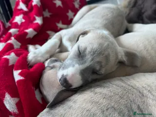 Whippet dogs KC Reg Whippet Boy - Crufts Sire - Ready 28 April - Advert 1