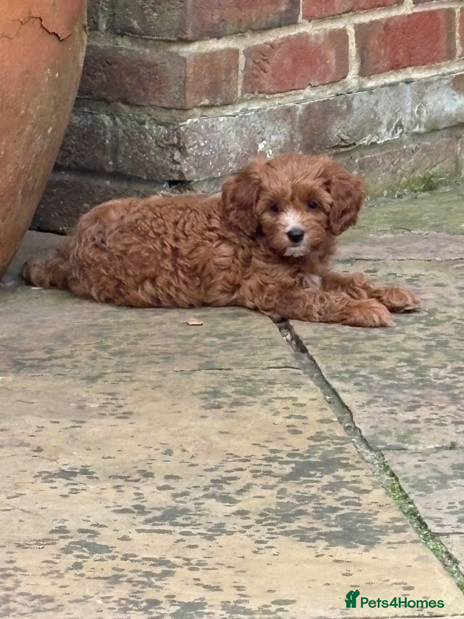 Cavapoo dogs LAST  GIRL AVAILABLE Health Tested Cavapoos - Advert 5
