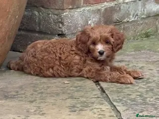 Cavapoo dogs LAST GIRL AVAILABLE Health Tested Cavapoos - Advert 1