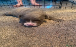 Staffordshire Bull Terrier dogs for sale: Blue staffy - Image 6