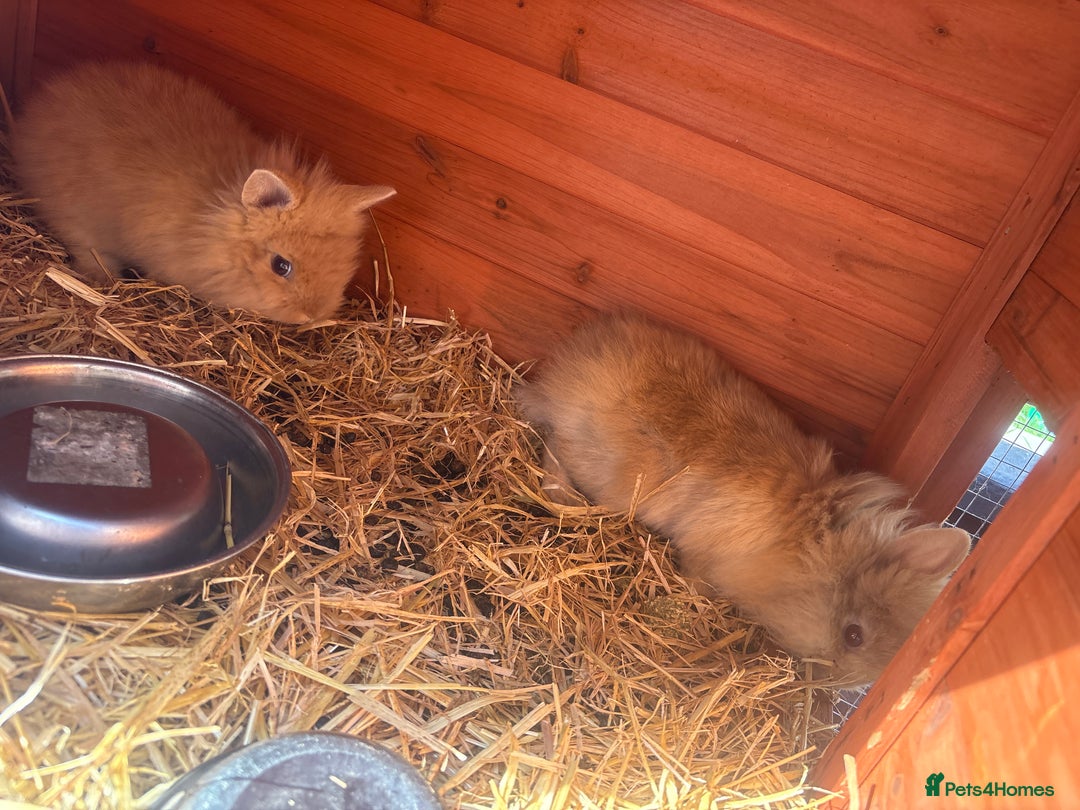 Lionhead rabbits for sale: lion mane  - Image 3