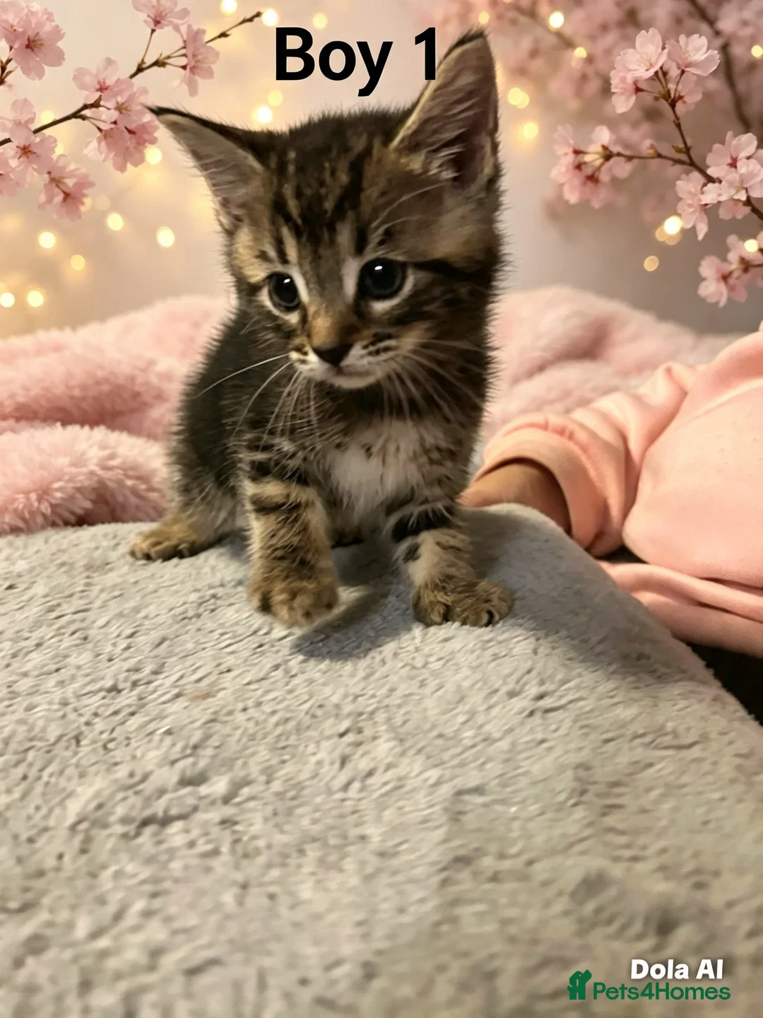Domestic Shorthair cats for sale: Beautiful domestic shorthair kittens  - Advert 2