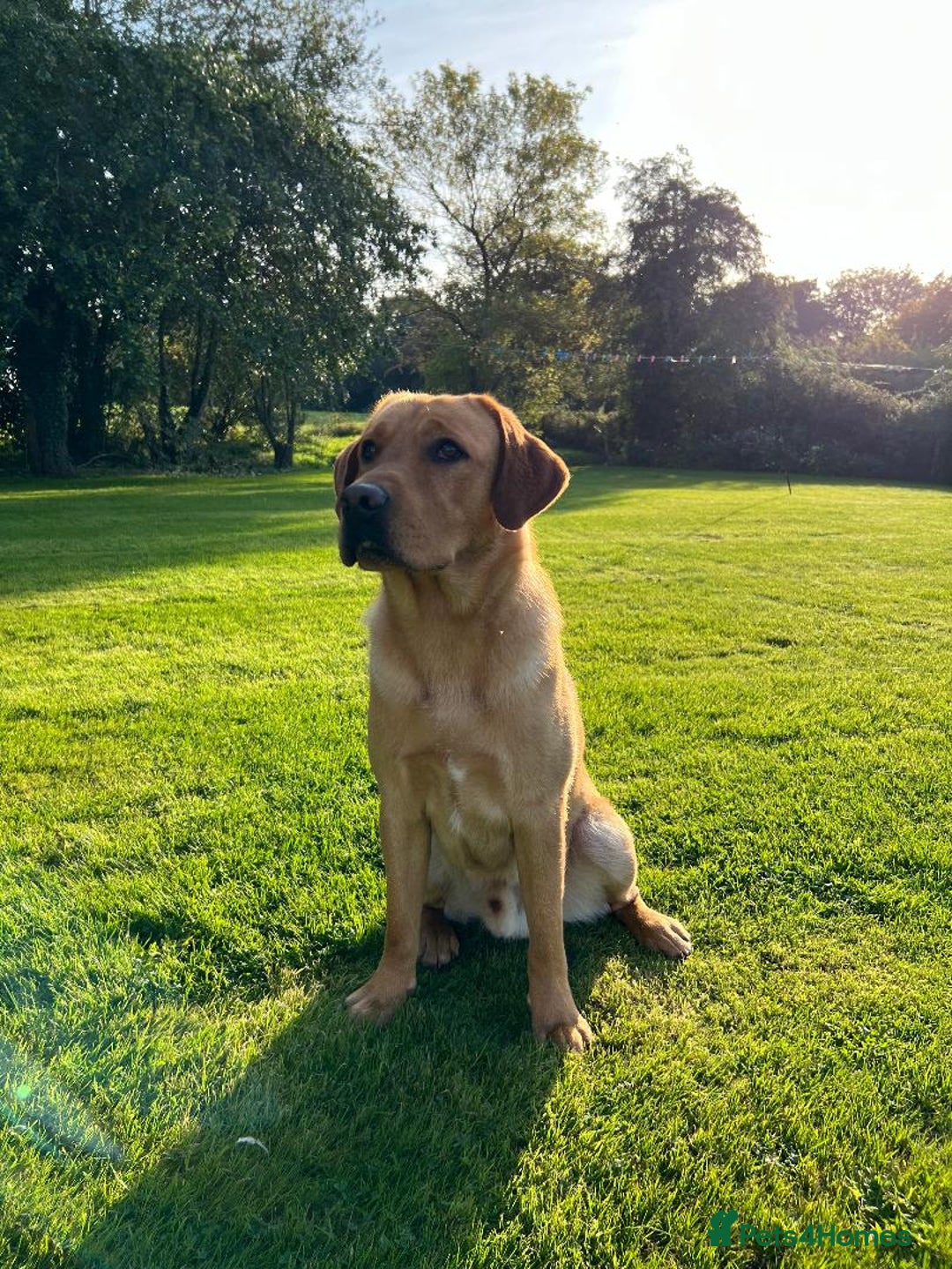 Labrador Retriever dogs for sale: Beautiful Fox Red Labradors  - Advert 9