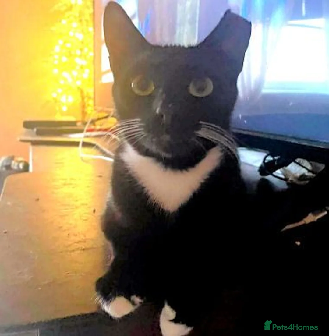 Mixed Breed cats for adoption: VIXEN - Advert 17