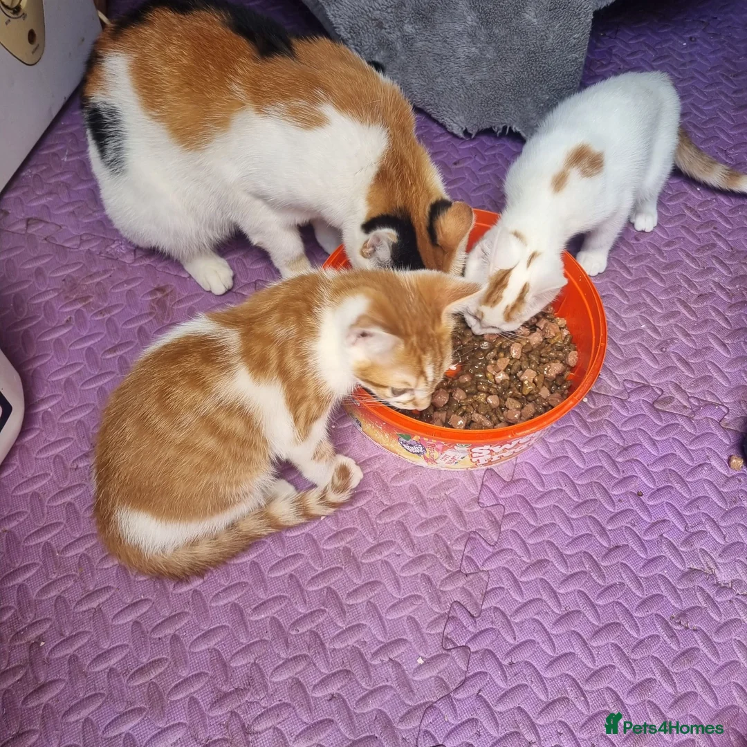 Mixed Breed cats for sale: 2 GINGER&WHITE kittens left 1 male and 1 female  in Wakefield - Advert 6