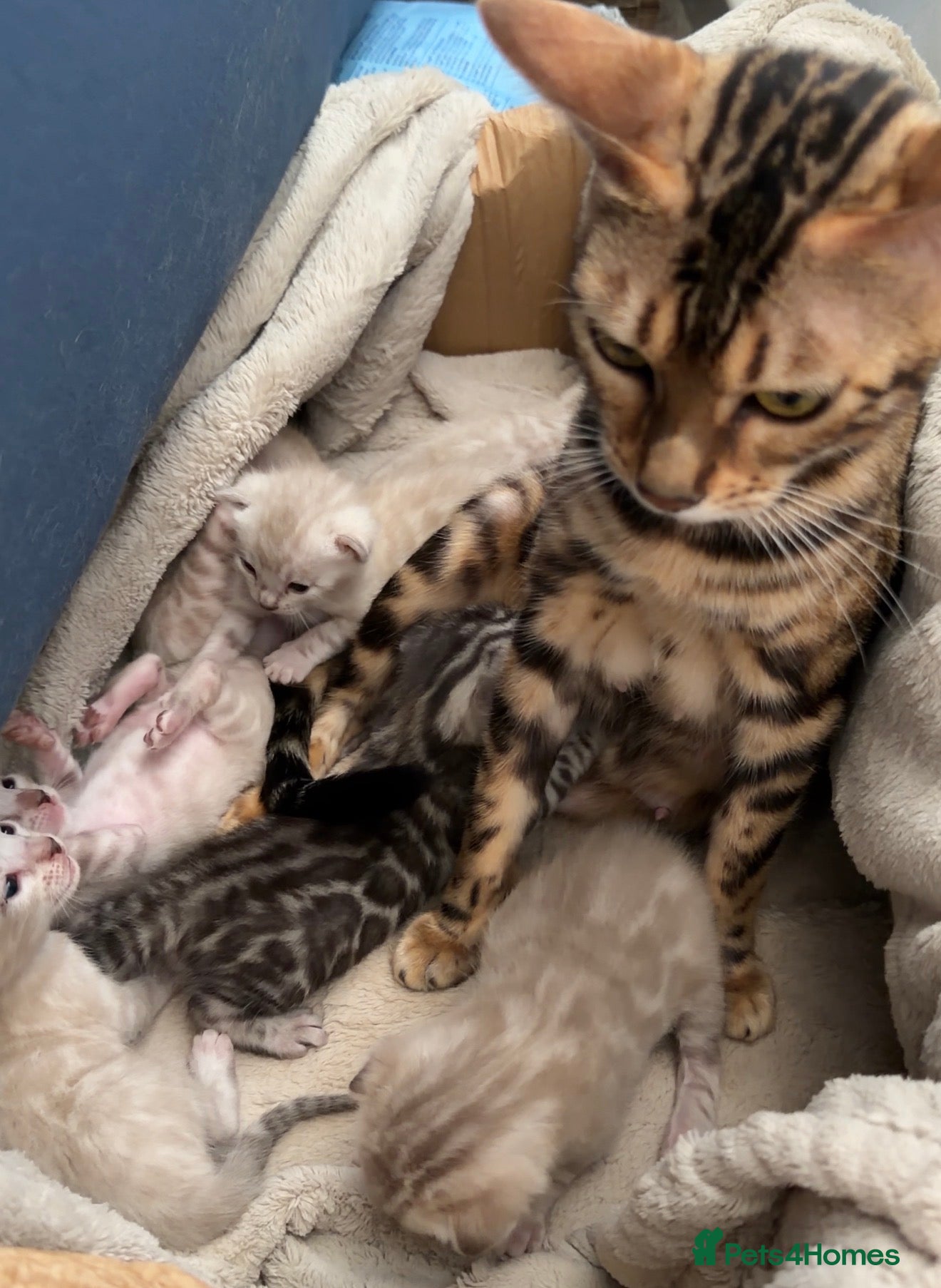 Bengal cats Milo & Mayas Pure Bengal Babies  - Advert 2