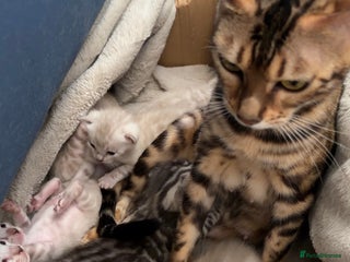 Bengal cats Milo & Mayas Pure Bengal Babies - Advert 2