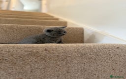 British Shorthair cats for sale: GCCF Bi-colour Blue and white BSH - Image 19