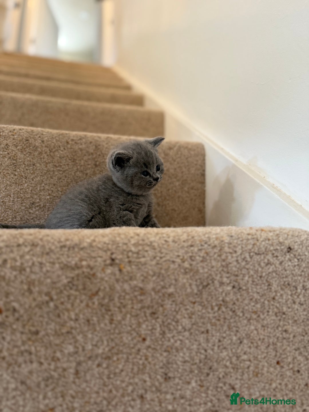 British Shorthair cats for sale: GCCF Bi-colour Blue and white BSH - Image 19