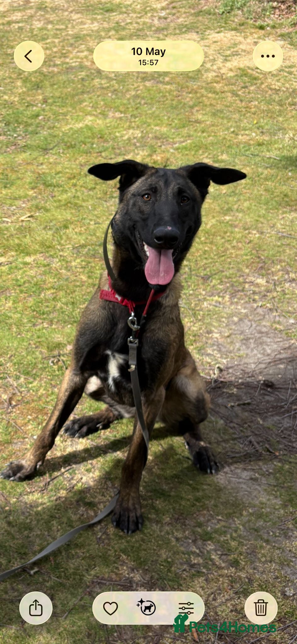 Belgian Shepherd Dog dogs 11 Month Old Belgian Malinios - Advert 1