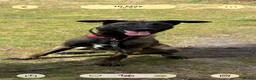 Belgian Shepherd Dog dogs for sale: 11 Month Old Belgian Malinios - Advert 1