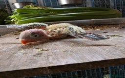 Lovebirds birds for sale: Tame size baby love bird - Image 1