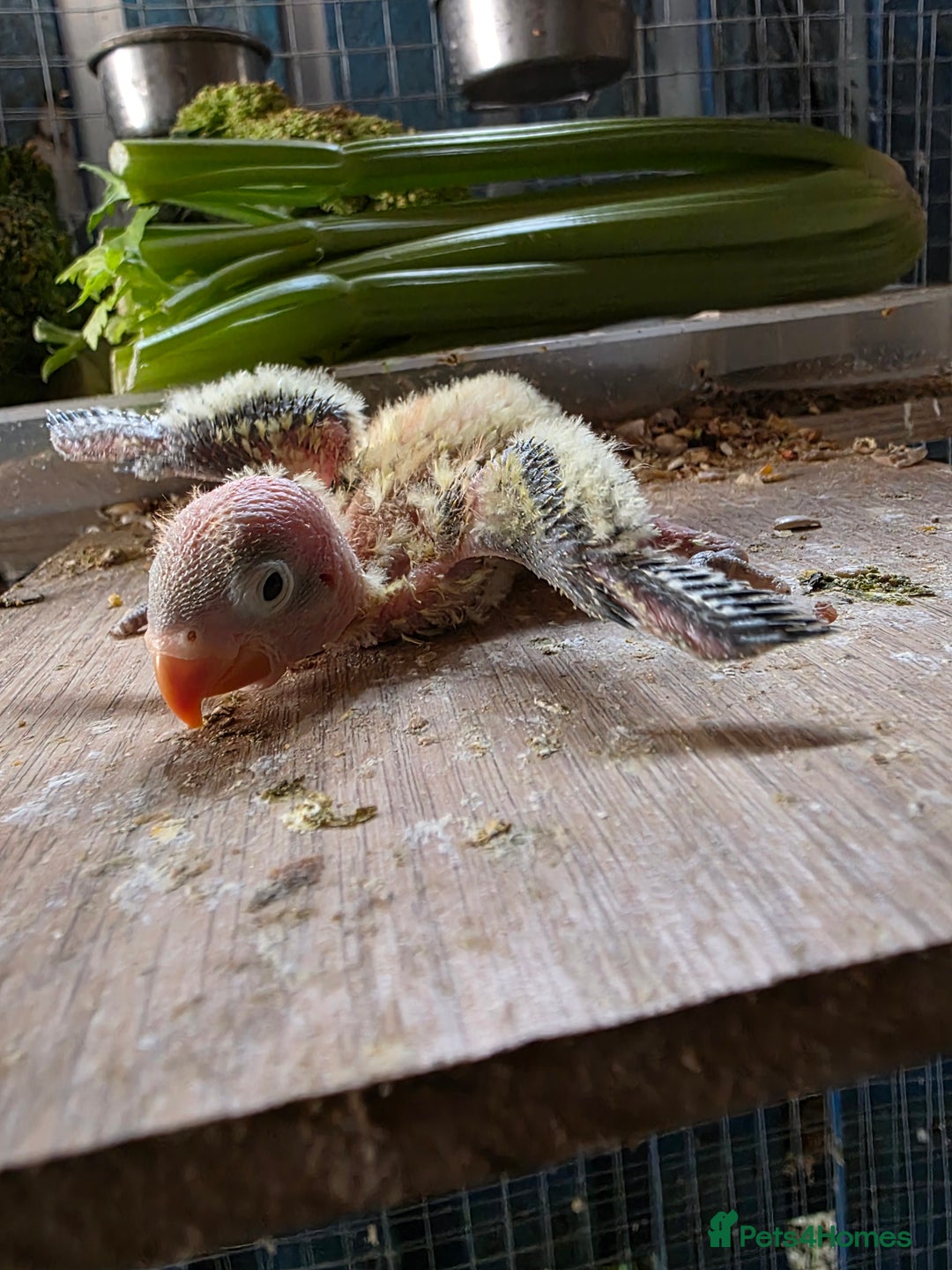 Lovebirds birds for sale: Tame size baby love bird - Image 1