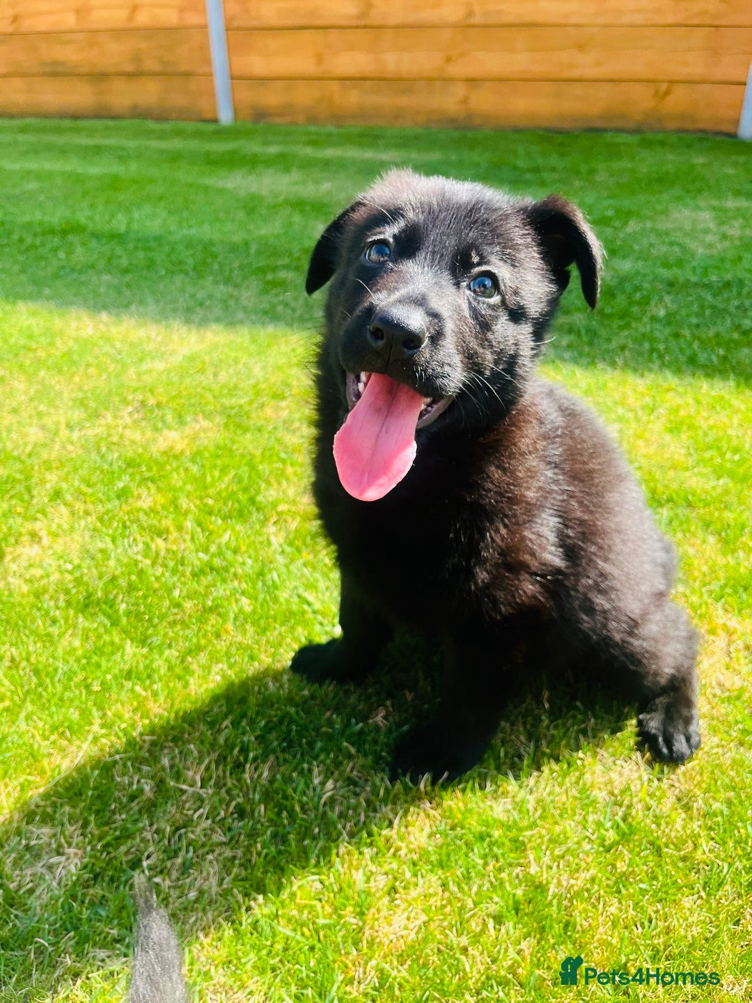 German Shepherd dogs for sale: KC Registered German Shepard Babies 🐾🐾🐾 - Image 7